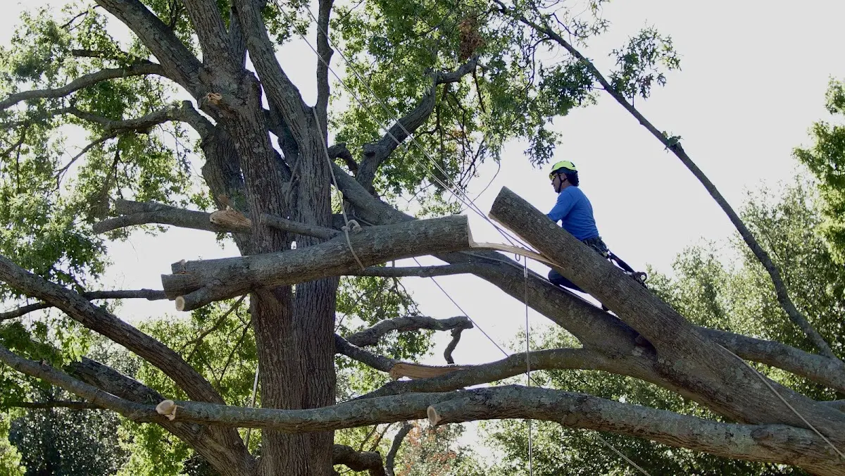 Professional Hazardous Tree Removal performed by certified arborists in Calumet