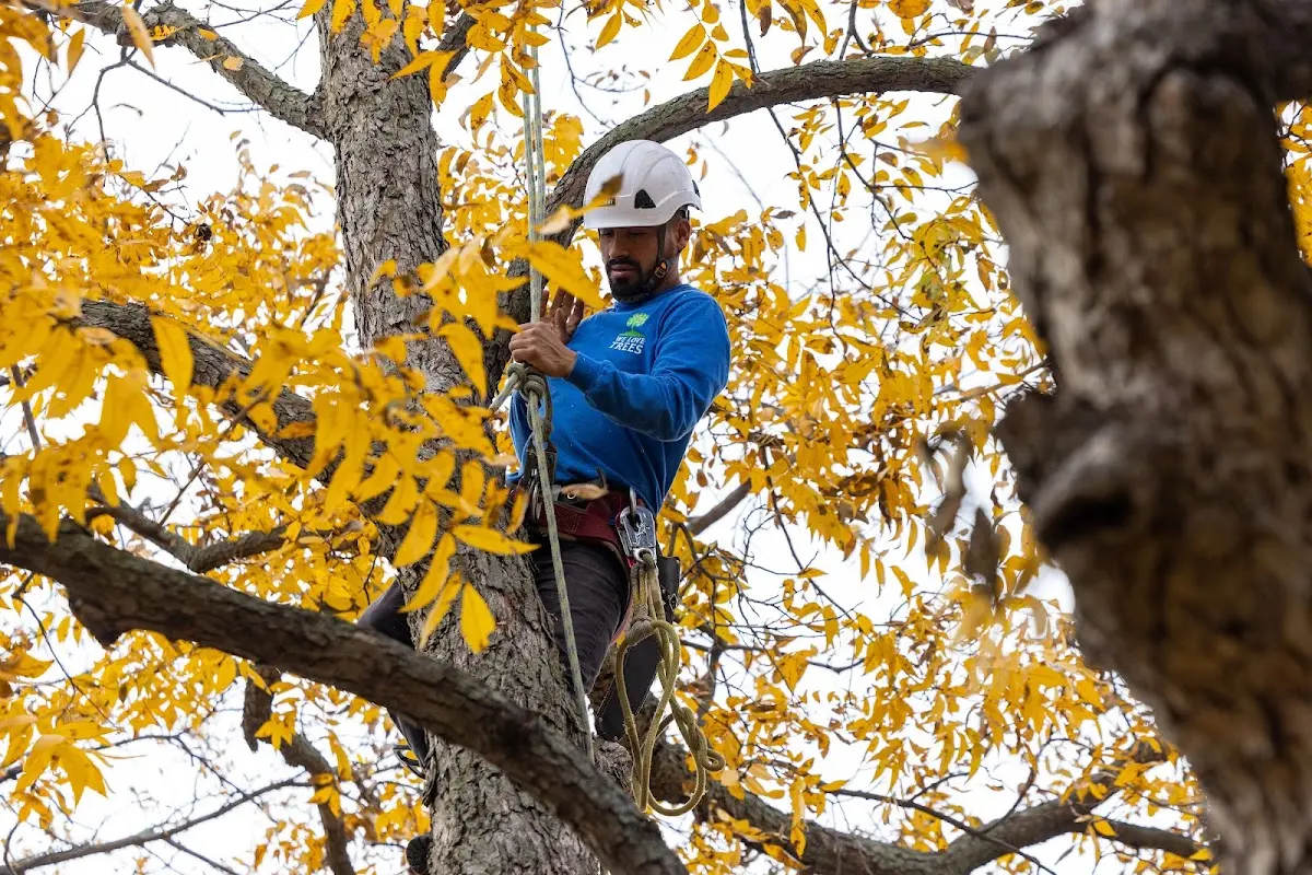 Skilled Tree Transplanting crew working in Calumet