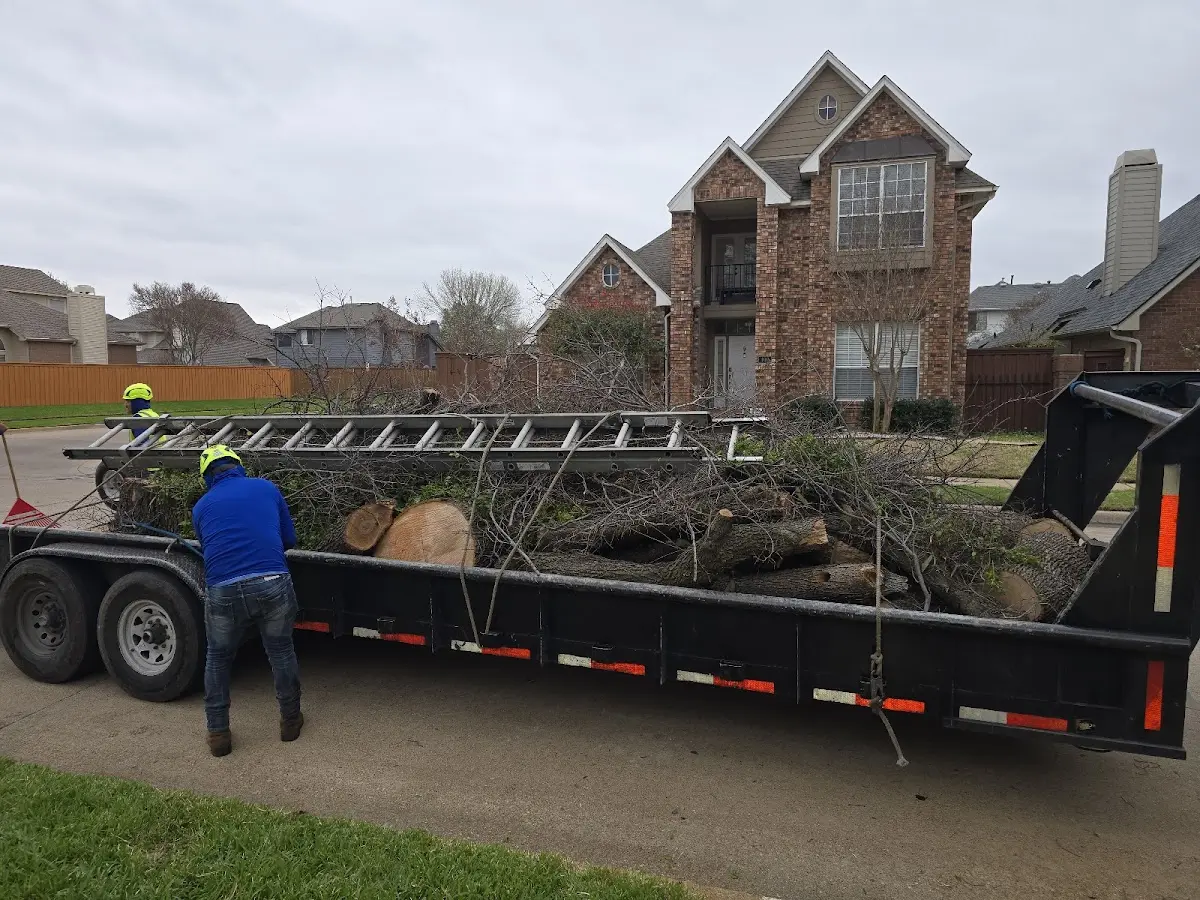 Expert Deadwooding with proper safety equipment in Calumet